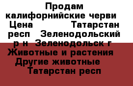 Продам калифорнийские черви › Цена ­ 4 000 - Татарстан респ., Зеленодольский р-н, Зеленодольск г. Животные и растения » Другие животные   . Татарстан респ.